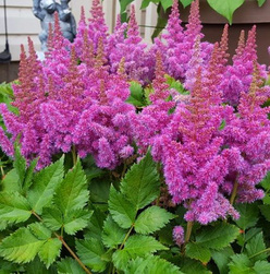 Астильба «Пумила (Pumila)»